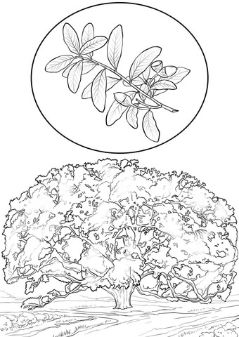 Southern Live Oak Coloring Page